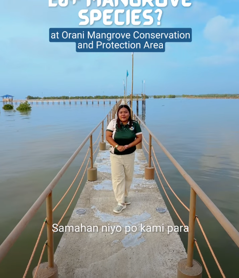 Orani Mangrove Conservation and Protection Area
