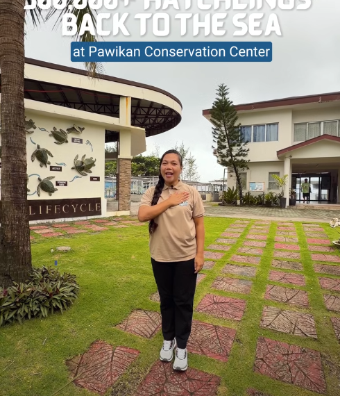 300,000+ pawikan hatchlings have already found their way back to…
