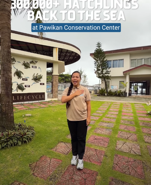 300,000+ pawikan hatchlings have already found their way back to&hellip;