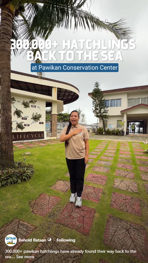 300,000+ pawikan hatchlings have already found their way back to the sea